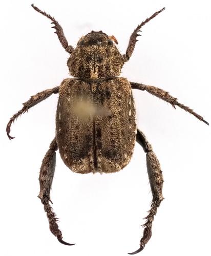 Amorphochelus retusus